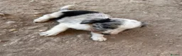 Border Collie perros en venta: Border collies de excelente calidad  - Anuncio 15