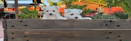 West Highland White Terrier perros en venta: Cachorritos de westy - Anuncio 4