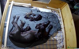 Dogo Alemán perros en venta: Espectacular camada de Dogo Alemán  - Imagen 3
