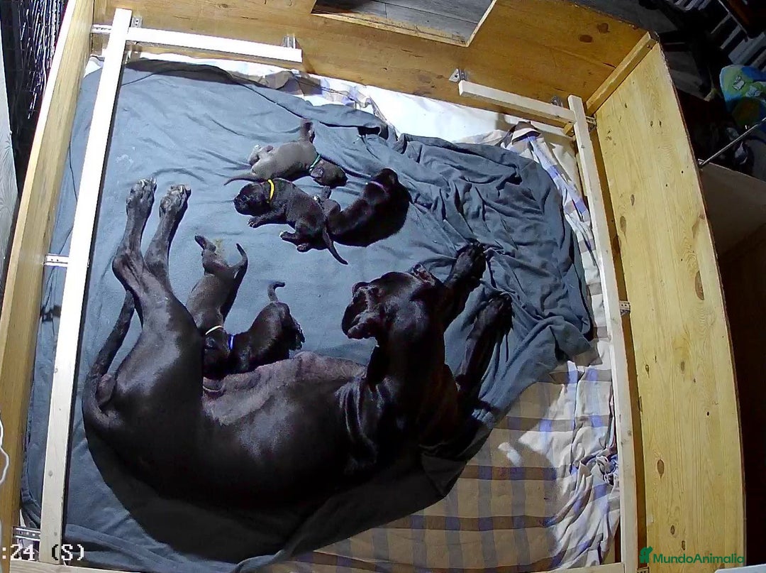 Dogo Alemán perros en venta: Espectacular camada de Dogo Alemán  - Imagen 3