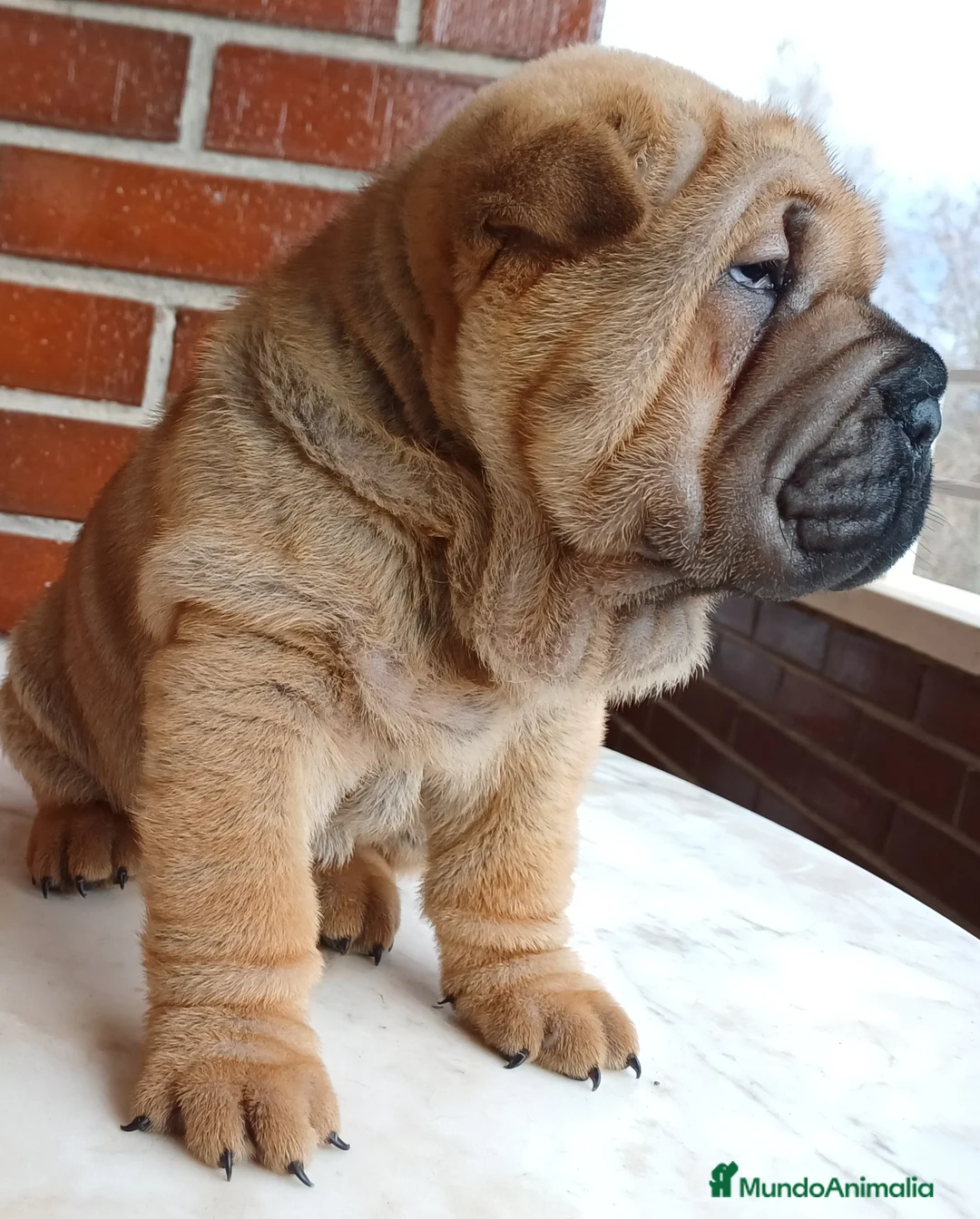 Shar Pei perros en venta: EXCELENTE CAMADA DE SHAR PEI - Anuncio 2