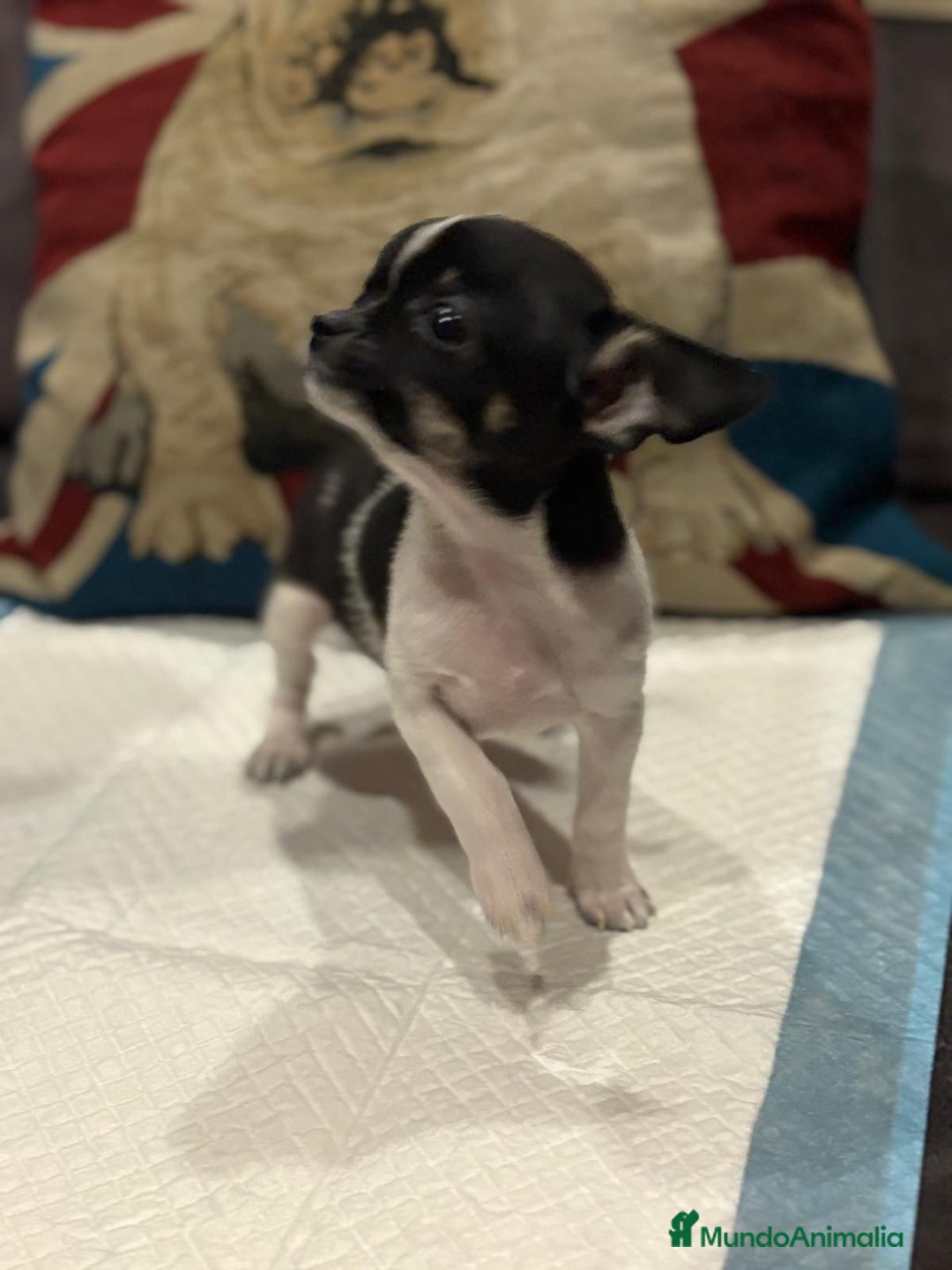 Chihuahua perros en venta: Chihuahua ruso micro - Imagen 6