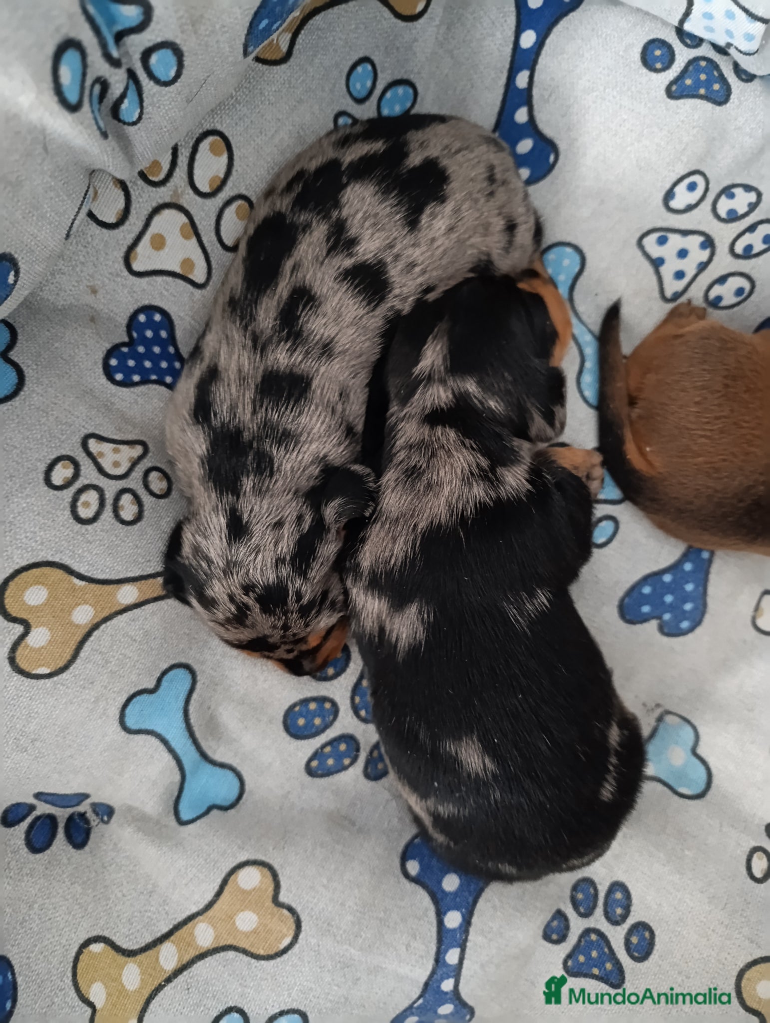 Teckel Miniatura perros Teckel Mini Hembra😍 - Anuncio 28