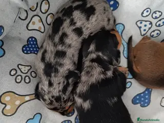 Teckel Miniatura perros Teckel Mini Hembra😍 - Anuncio 28