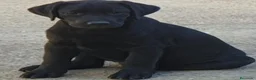 Labrador Retriever perros en venta: Cachorros labrador - Anuncio 2