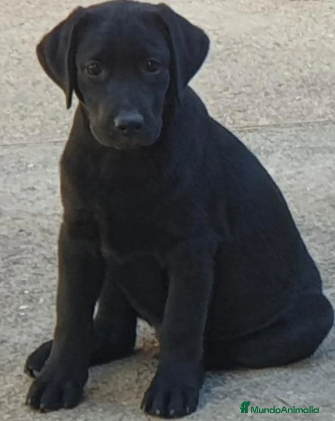 Labrador Retriever perros en venta: Cachorros labrador - Anuncio 2