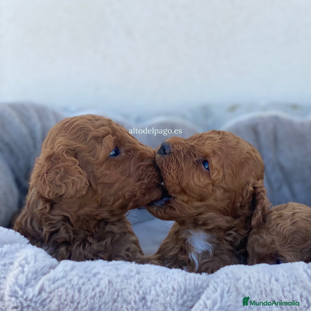 Caniche Toy perros CANICHE , CACHORROS DISPONIBLES en Madrid - Anuncio 2