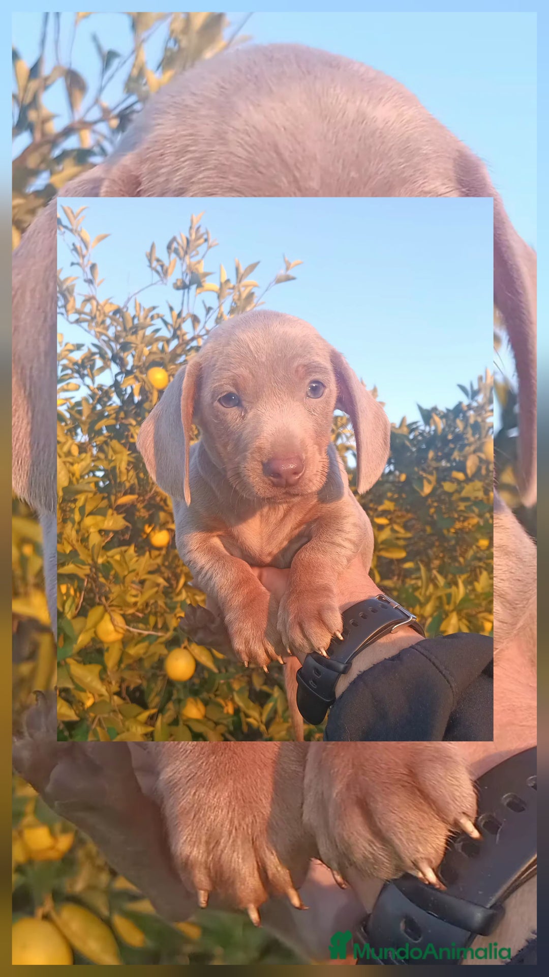 Teckel Miniatura perros en venta: Teckel Mini Hembra Isabella - Anuncio 11