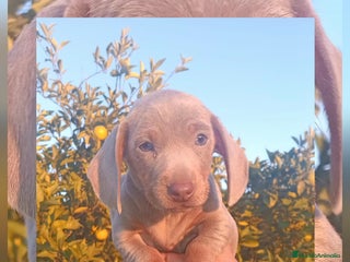 Teckel Miniatura perros Teckels Mini Isabello - Anuncio 26