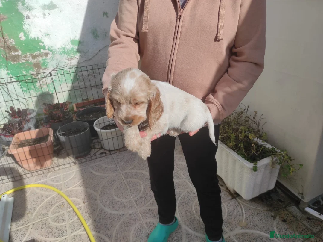 Cocker Spaniel Inglés perros en venta: Cachorros de spaniel cocker  - Anuncio 2