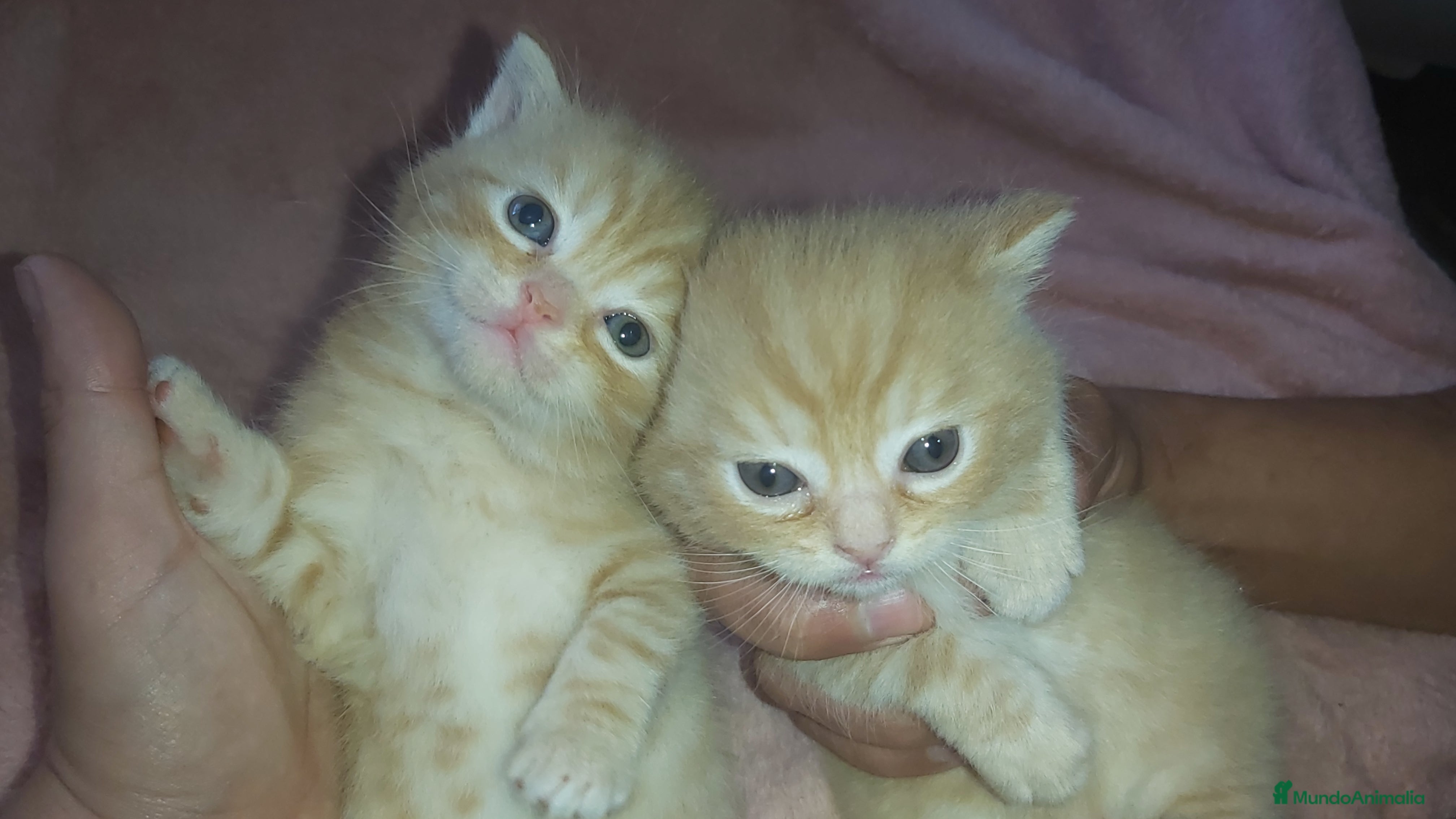 Británico de Pelo Corto gatos Gatitos britanicos red tabby - Anuncio 1
