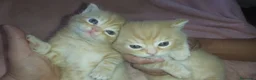 Británico de Pelo Corto gatos en venta: Gatitos britanicos red tabby - Anuncio 1