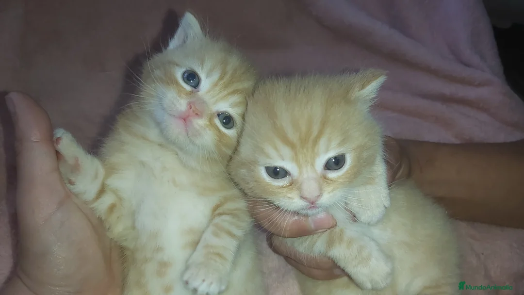 Británico de Pelo Corto gatos en venta: Gatitos britanicos red tabby - Anuncio 1