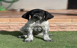 Braco Alemán de Pelo Corto perros en venta: Bracos alemanes - Imagen 5