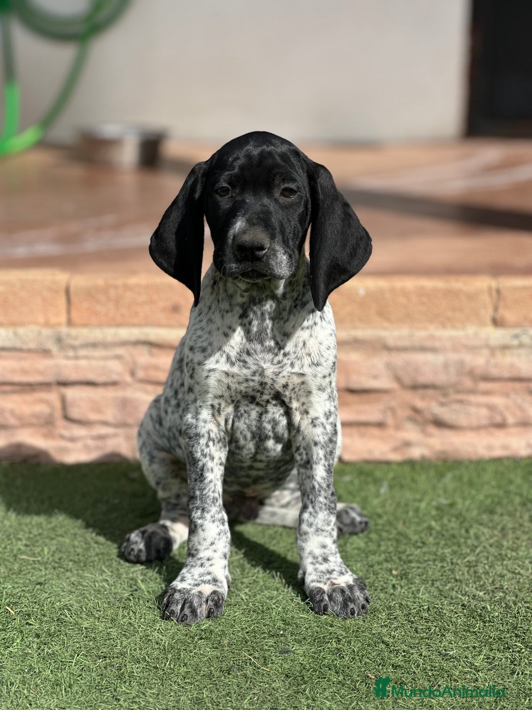 Braco Alemán de Pelo Corto perros en venta: Bracos alemanes - Imagen 5