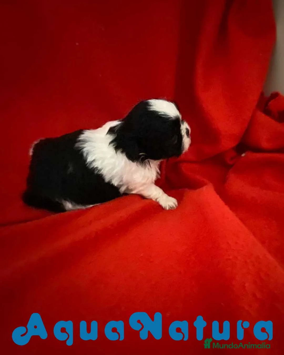Shih Tzu perros en venta: Shih Tzu Hembra 2 de Ada y Newman AQUANATURA - Anuncio 2