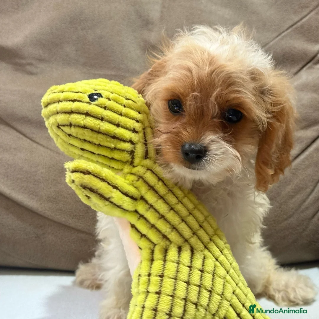 Cavapoo perros en venta: Preciosa cachorrita raza Cavapoo en Granada - Anuncio 2
