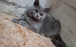 Británico de Pelo Corto Azul gatos en venta: BRITISH - Imagen 4