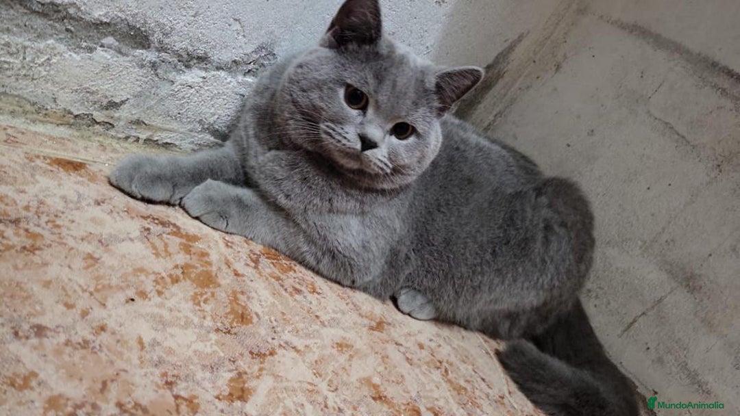 Británico de Pelo Corto Azul gatos en venta: BRITISH - Imagen 4