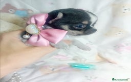 Chihuahua perros en venta: ‼️‼️Chihuahuas muy cariñosos tamaño mini  - Imagen 4