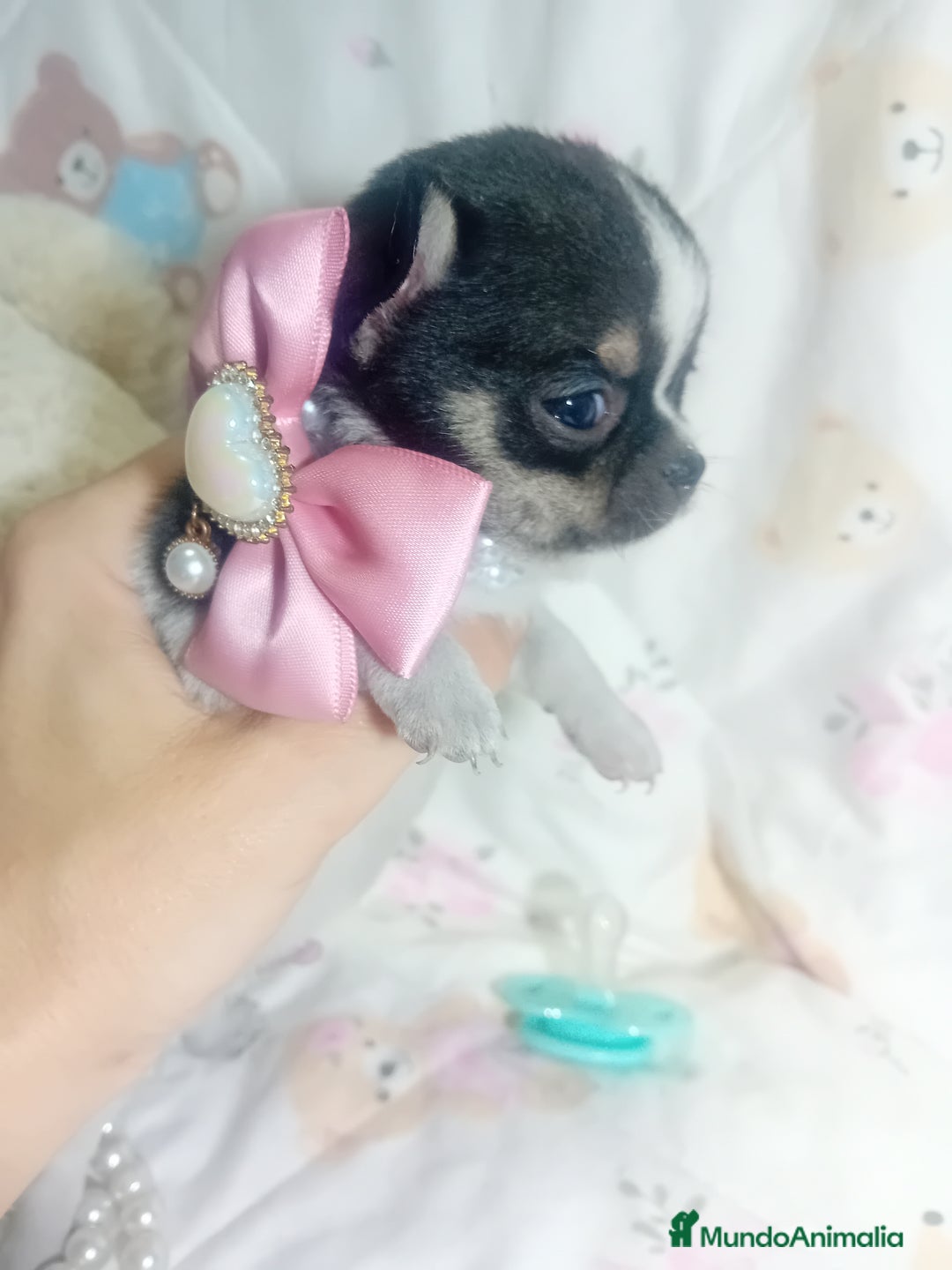Chihuahua perros en venta: ‼️‼️Chihuahuas muy cariñosos tamaño mini  - Imagen 4