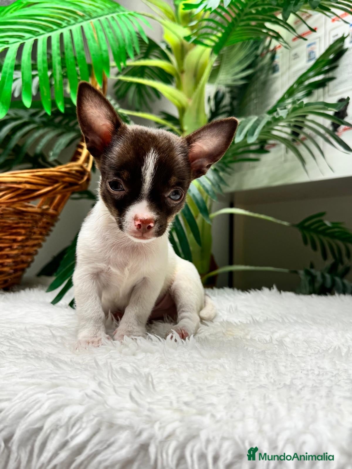 Chihuahua perros 🐾 CHIHUAHUA MACHO BICOLOR CHOCOLATE Y BLANCO 🐾 - Anuncio 18