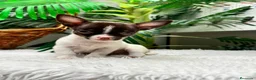 Chihuahua perros en venta: 🐾 CHIHUAHUA MACHO BICOLOR CHOCOLATE Y BLANCO 🐾 - Anuncio 7