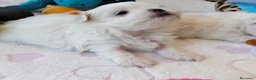 Bichón Maltés perros en venta: Preciosos cachorritos BICHÓN MALTÉS - Anuncio 1