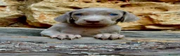 Weimaraner perros en venta: Bracos de Weimar magníficos - Anuncio 8