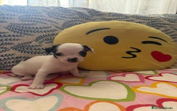 Chihuahua perros en venta: Chihuahua toy colores exóticos pelo largo y corto  - Imagen 5