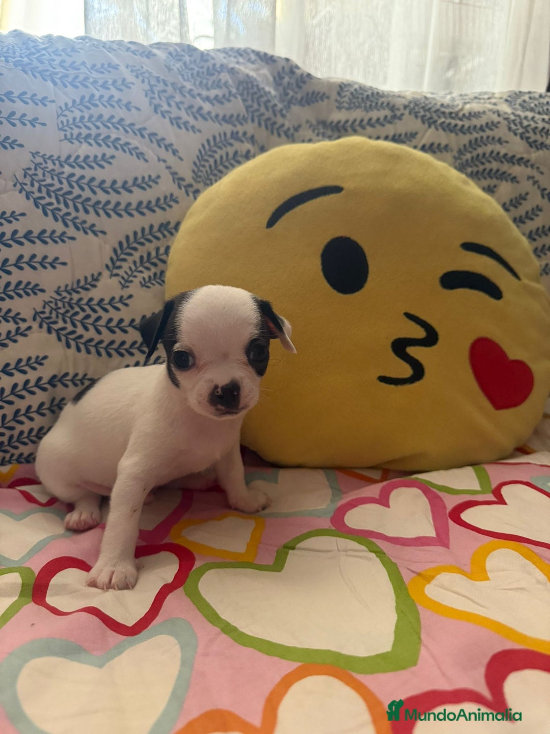 Chihuahua perros en venta: Chihuahua toy colores exóticos pelo largo y corto  - Imagen 5