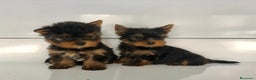 Yorkshire Terrier perros en venta: Yorkshire toy - Anuncio 3