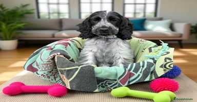Cocker Spaniel Inglés perros - Propaganda 7