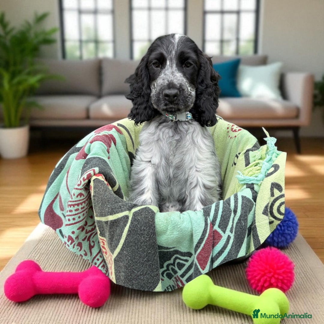 Cocker Spaniel Inglés perros en venta: Cariñosos y juguetones cocker inglés  - Imagen 2