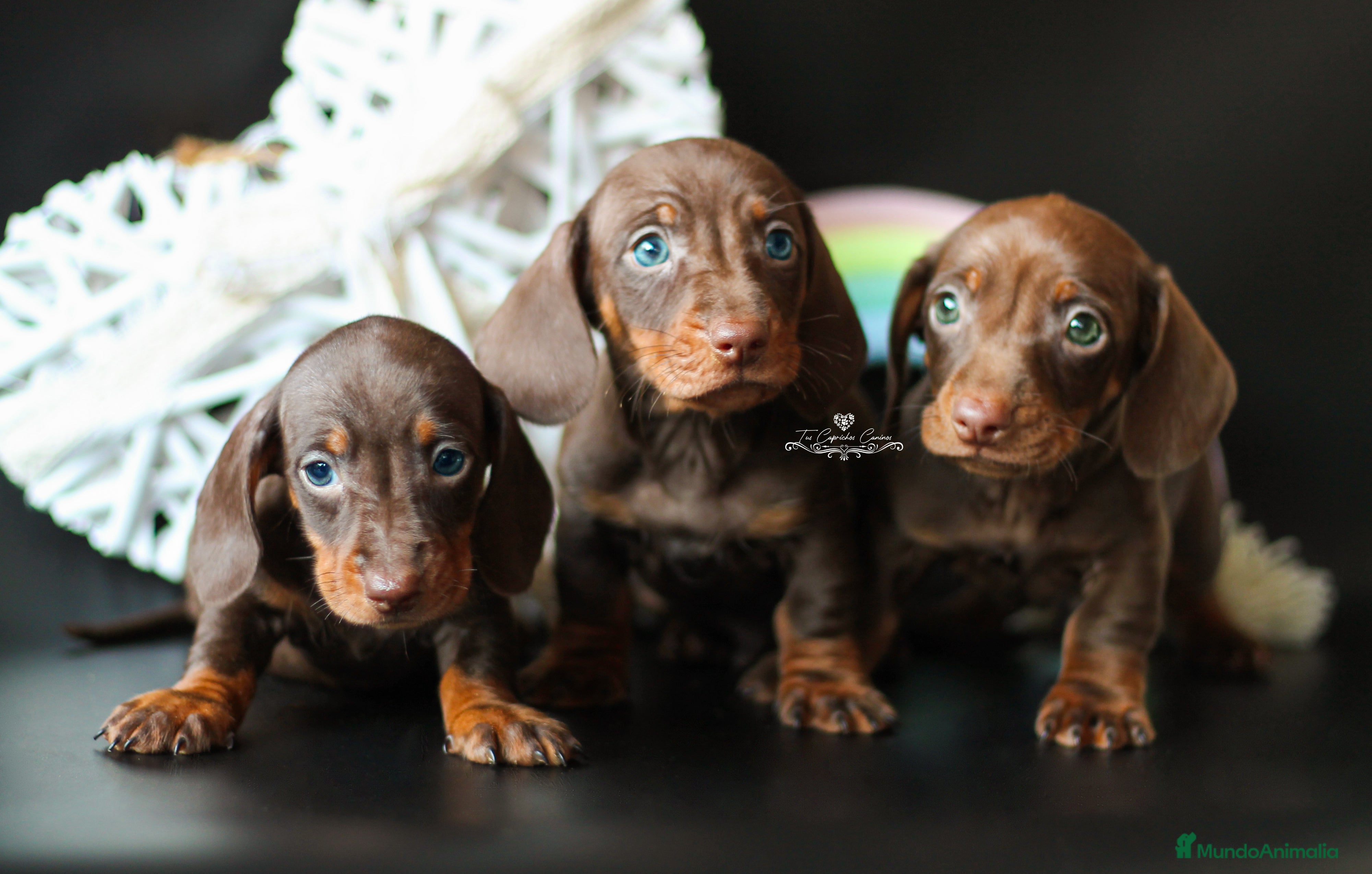Teckel perros Teckel chocolate y fuego  en Cantabria - Anuncio 20