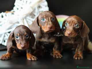 Teckel perros en Cantabria - Anuncio 37
