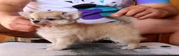Chihuahua perros en venta: Chihuahua macho de pelo largo - Anuncio 7