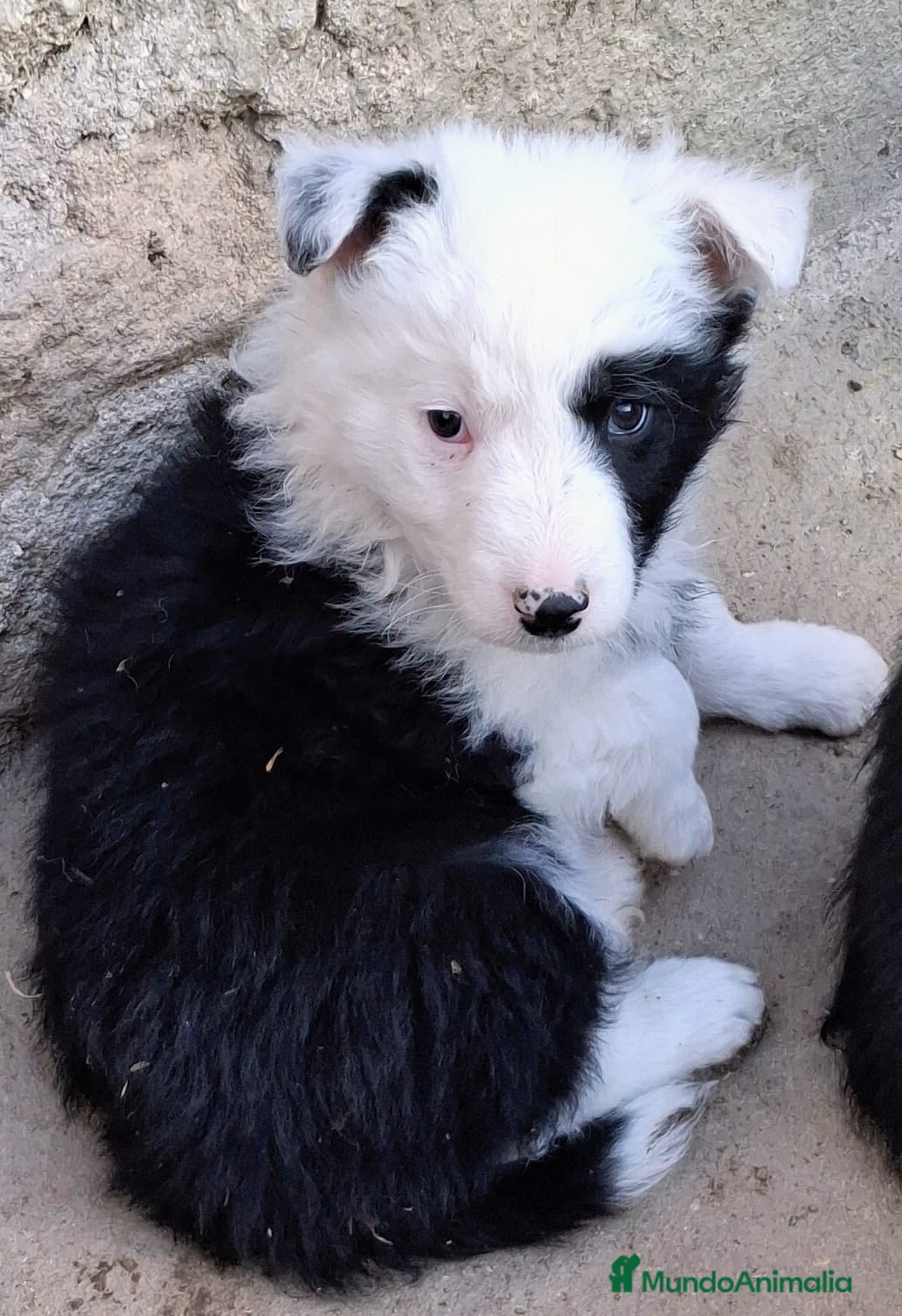 Bearded Collie perros Boder collie Valdemoro  - Anuncio 2