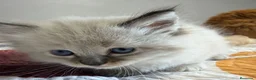 Neva Masquerade gatos en venta: Neva Masquerade - Anuncio 4