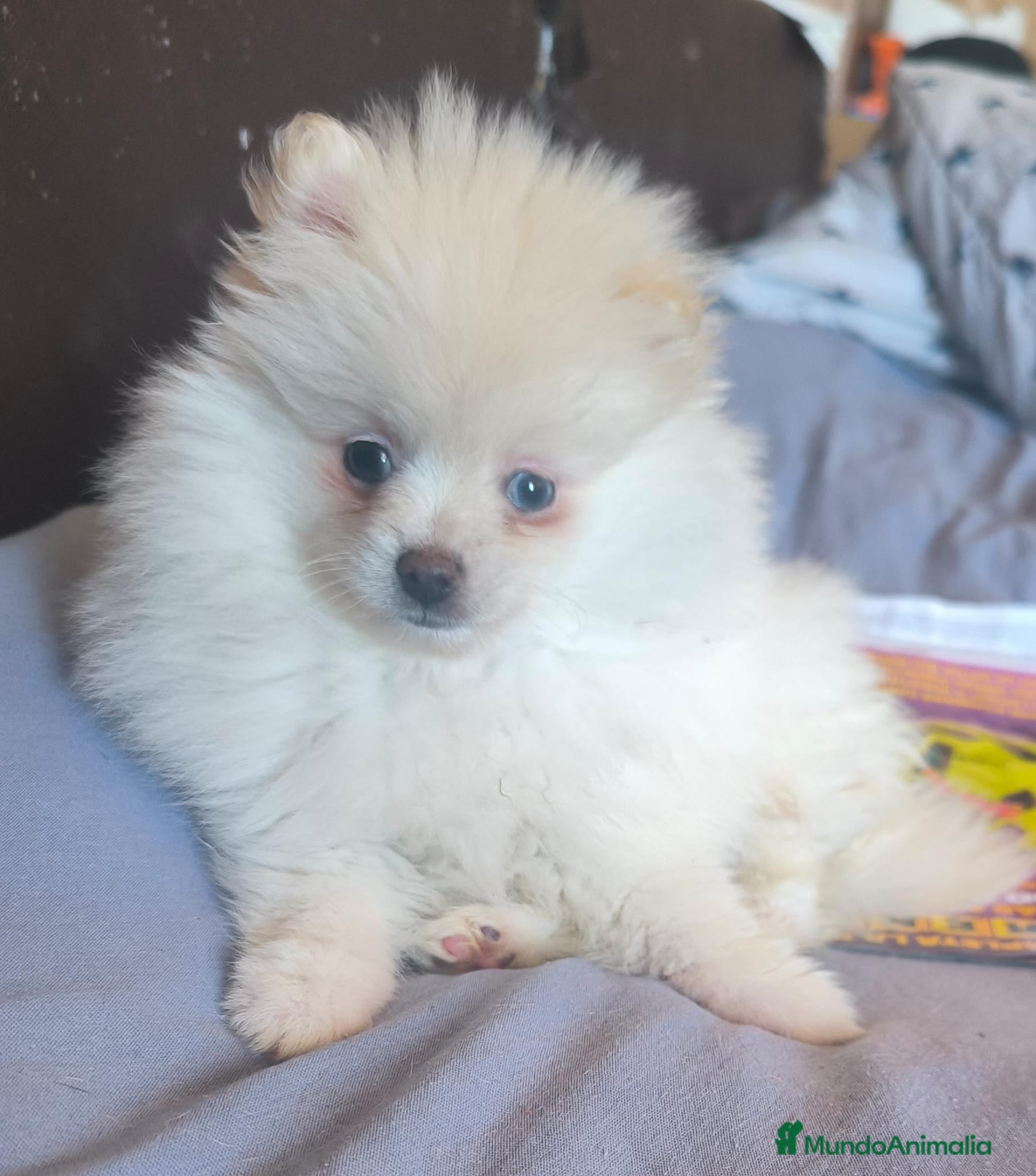 Pomerania perros Pomerania toy  - Anuncio 19