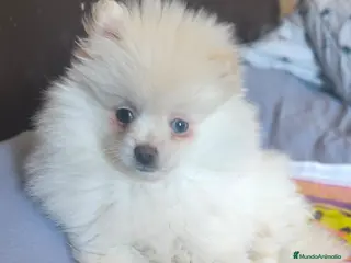 Pomerania perros Pomerania toy - Anuncio 19