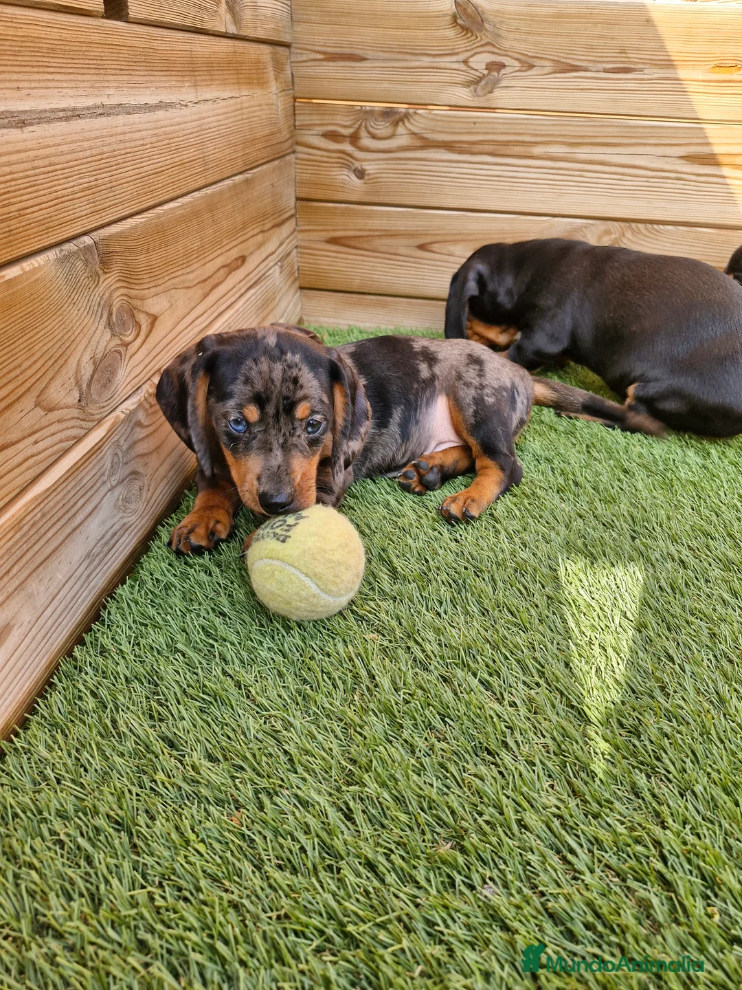 Teckel perros en venta: Teckel  en Barcelona - Anuncio 5
