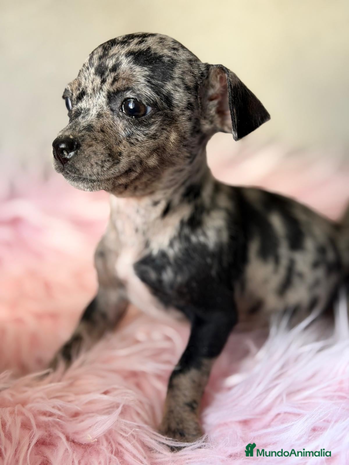 Pinscher Miniatura perros MINI PINCHER MERLE HEMBRA  - Anuncio 1