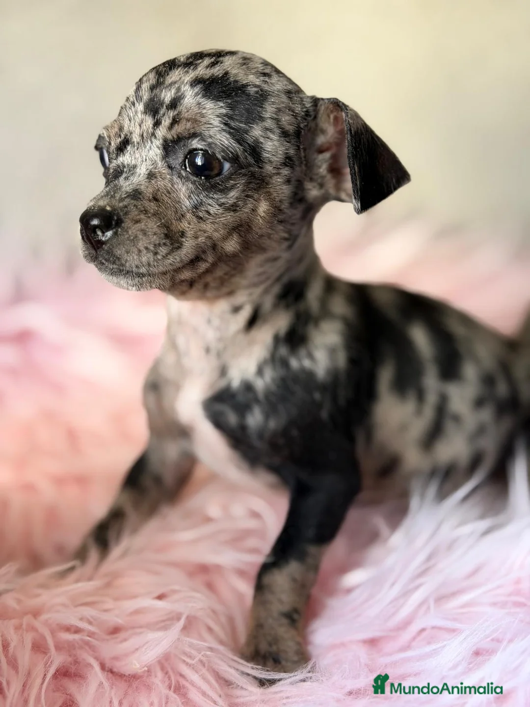 Pinscher Miniatura perros en venta: MINI PINCHER MERLE HEMBRA  - Anuncio 1