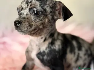 Pinscher Miniatura perros MINI PINCHER MERLE HEMBRA - Anuncio 1