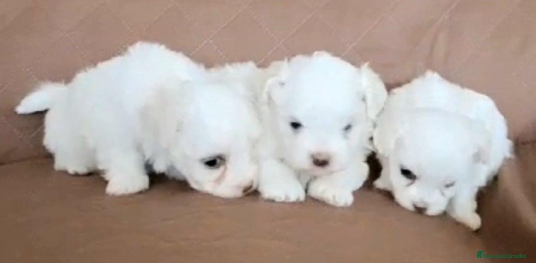 Bichón Maltés perros en venta: Bichón Maltes Americano Hembra - Anuncio 3