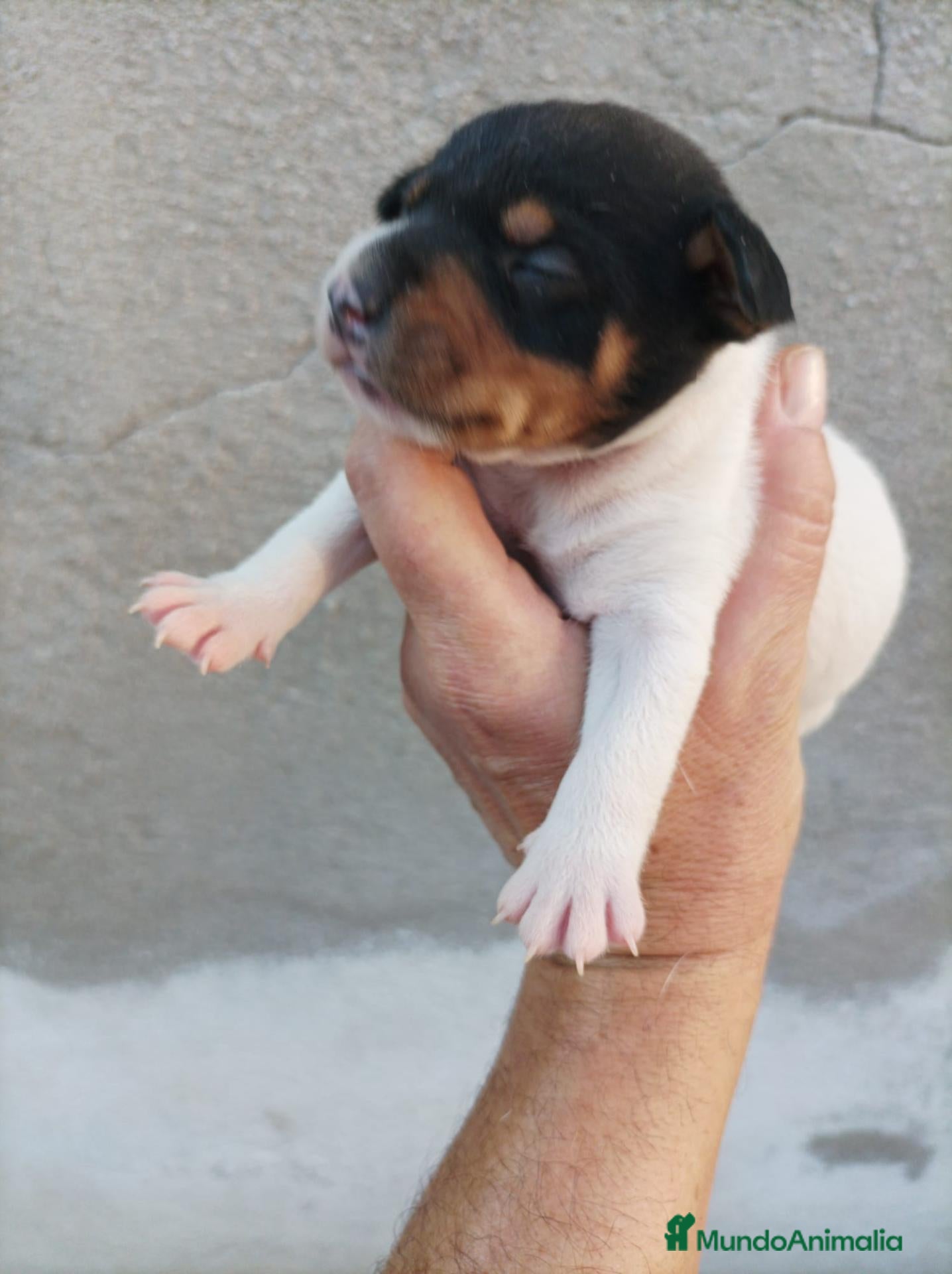 Ratonero Bodeguero Andaluz perros en venta: Bodeguero de buenas lineas  - Anuncio 1