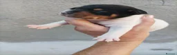 Ratonero Bodeguero Andaluz perros en venta: Bodeguero de buenas lineas  - Anuncio 1