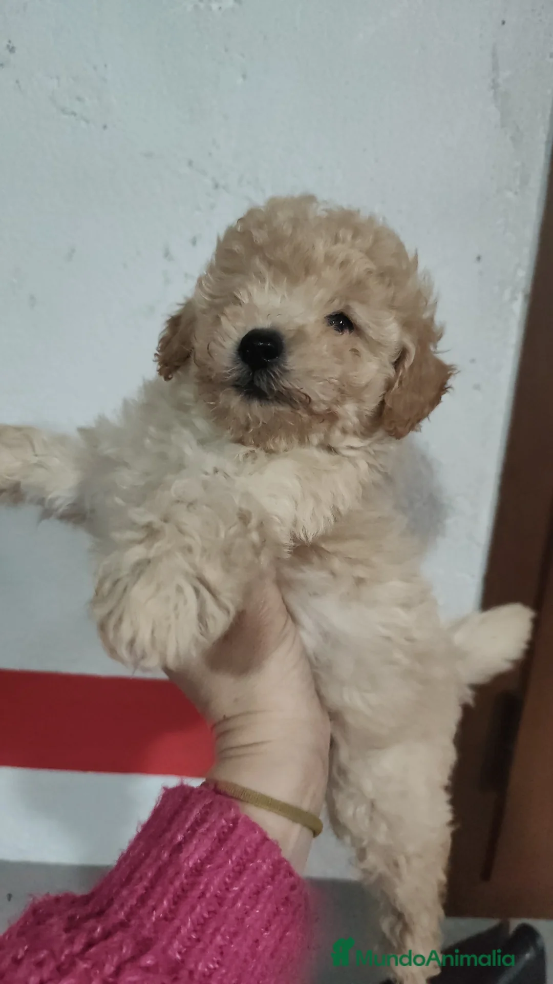 Caniche Toy perros en venta: Listos para entregar caniche toy  - Anuncio 6