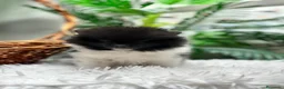 Pomerania perros en venta: POMERANIA - Anuncio 5